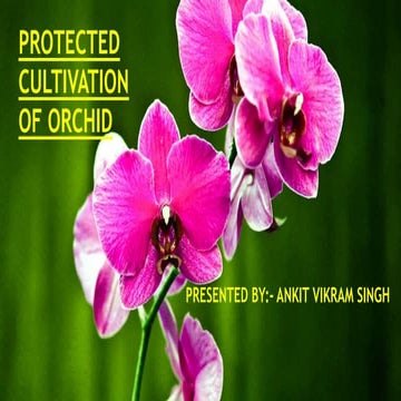 Orchid ppt