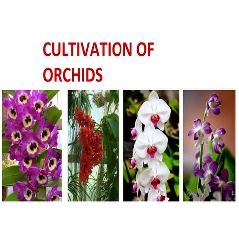 Orchid ppt.pdf about the orchid over the | PDF