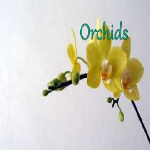 Orchids