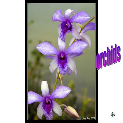 Orchids Magic | PPT