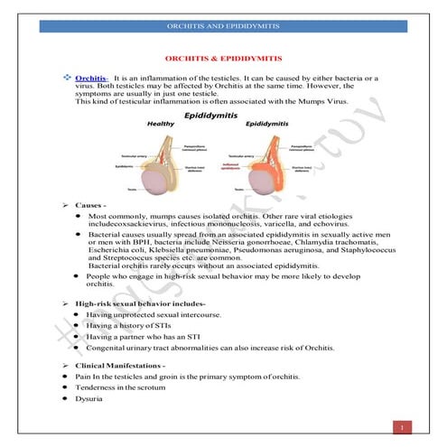 Orchitis | PPTX
