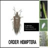 Order  Hemiptera