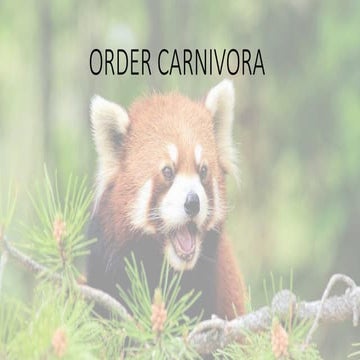 Order- carnivora, carnivores animals 
