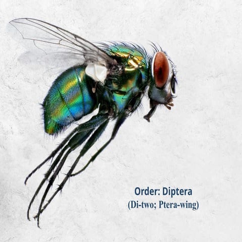 Diptera: The Two-Winged Wonders, The Fly Squad: Order Diptera.pptx