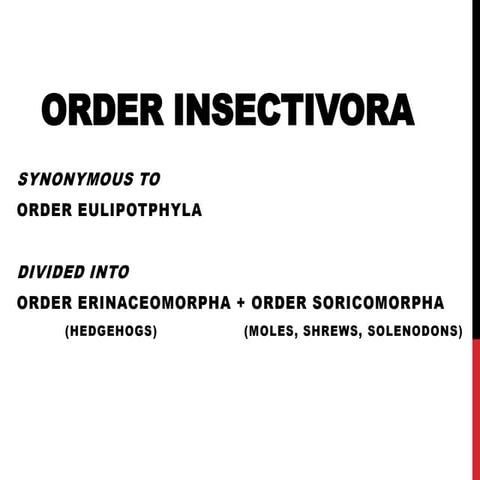 Order insectivora