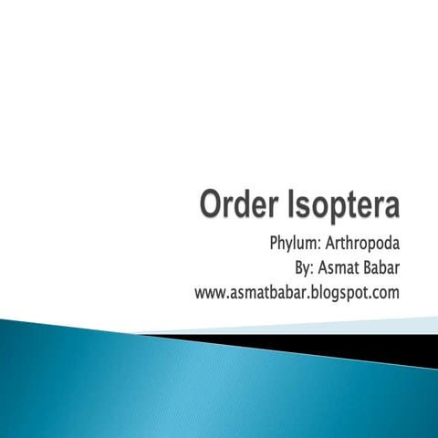 Order isoptera