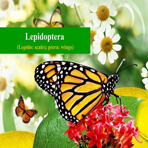 Order Lepidoptera: Butterflies and Moths.pptx