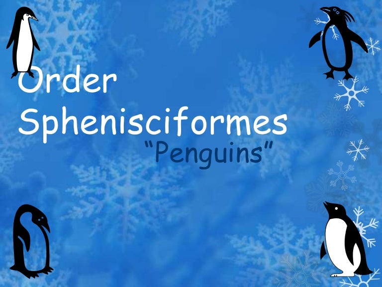Order Sphenisciformes