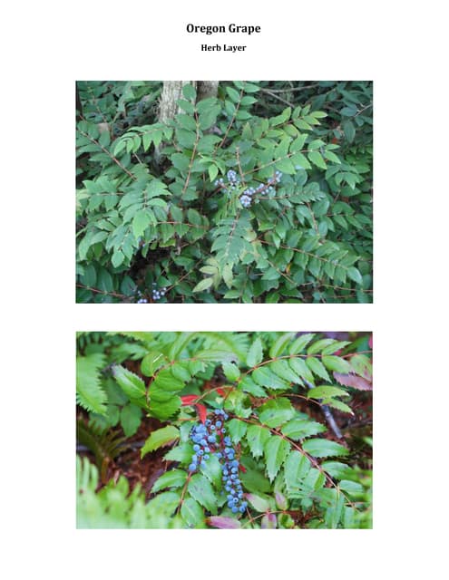 Herb Layer Medicinal Plants.pdf