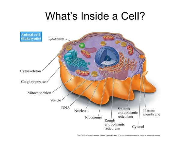 Animal and Plant Cell Organelles
