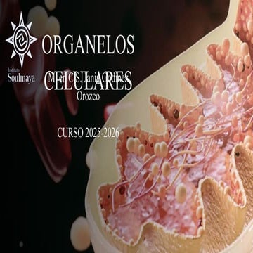ORGANELOS.pdf diapositivas para el estudio