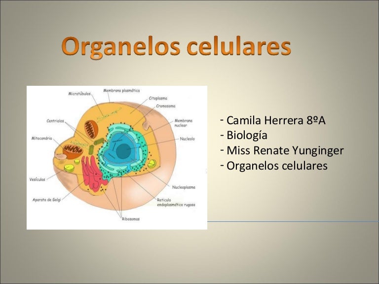 Organelos celulares3
