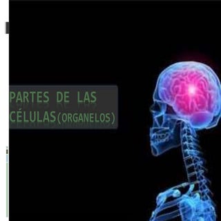 Organelos (celulas procariotas y ec...