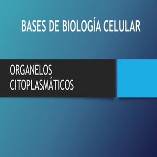 Organelos citoplasmáticos
