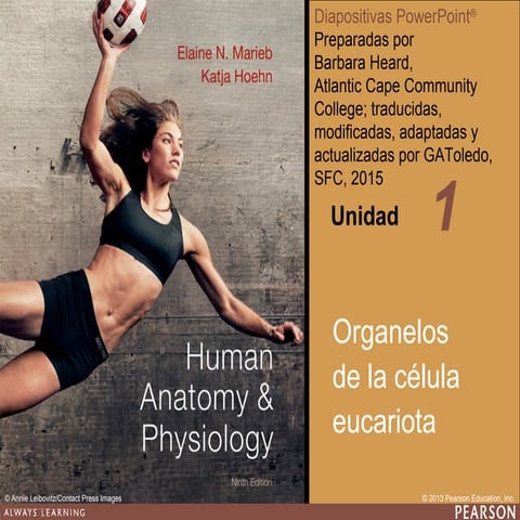 Organelos de la célula eucariota. PowerPoint para primero medio de biología, ...