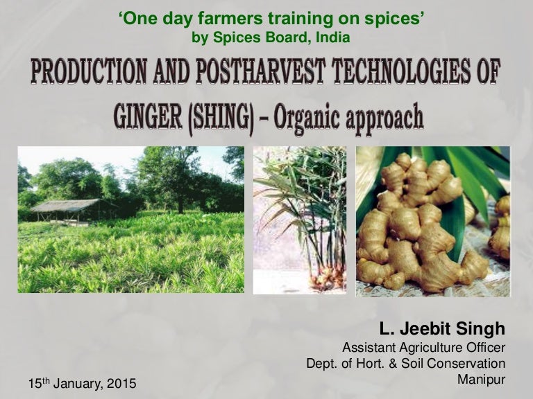 Organic Cultivation In Ginger