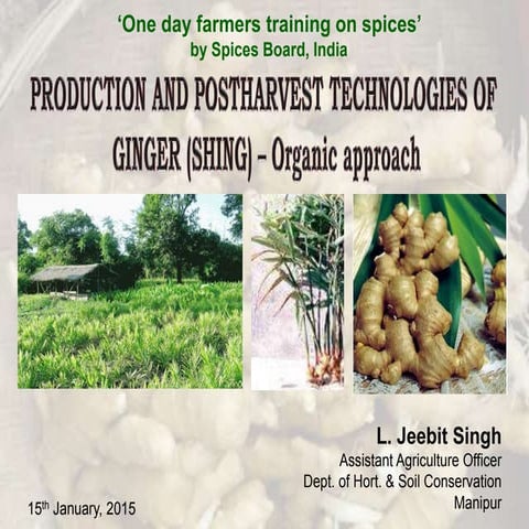 Organic cultivation in Ginger