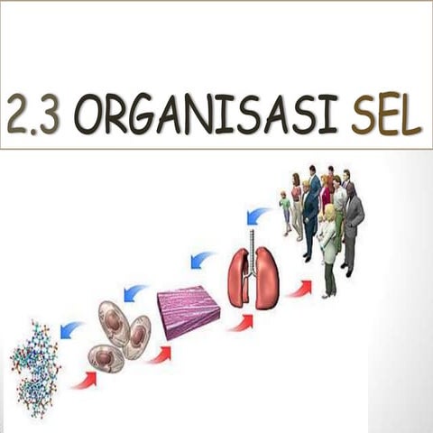 2.3 Organisasi Sel