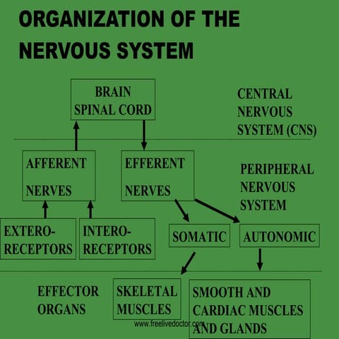 Organisation Of Cns