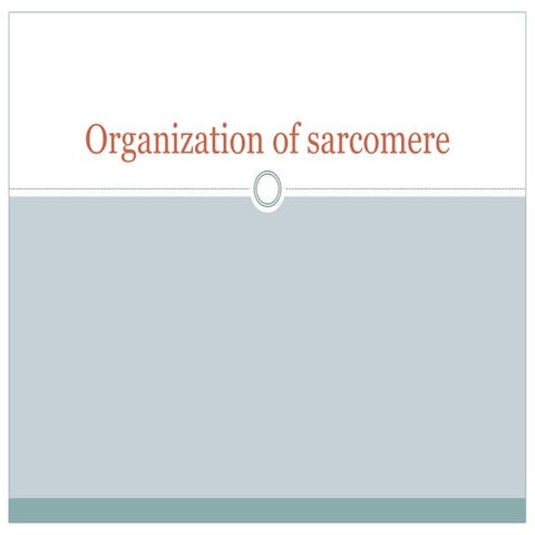 Organisation of sarcomere.pdfehdshtdhserth