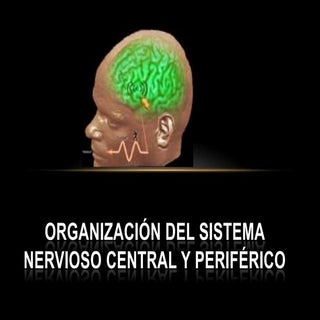 Organización del sistema nervioso c...
