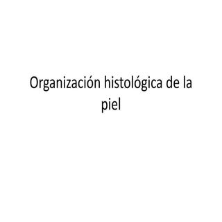 Organización histológica de la piel