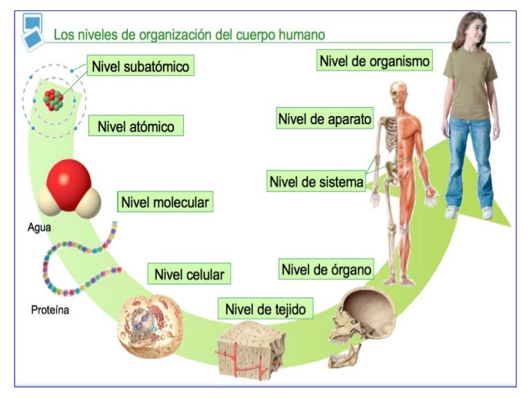 Organización seres vivos