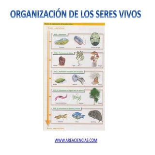 Organización de los Seres Vivos