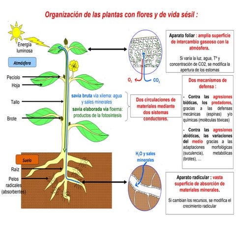 Organización de las plantas con flores de vida sésil