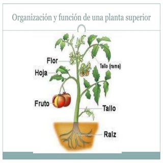 Organizacion y funcion de una plant...