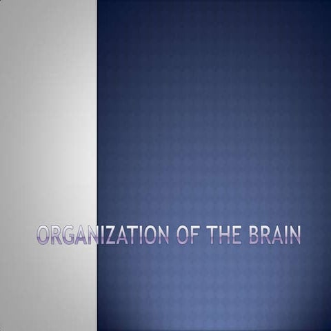 Organization Of The Brain