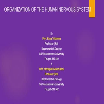 ORGANIZATION OF THE HUMAN NERVOUS SYSTEM.pptx