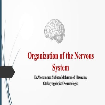 Organization of the Nervous System.pptx. | PPTX