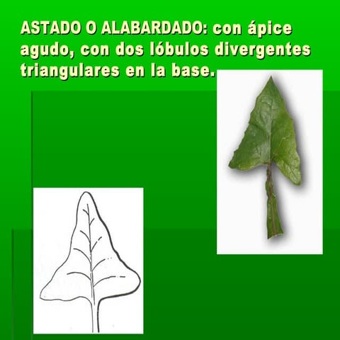 Organologia (hoja) (2)