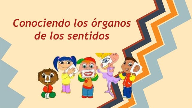  Organos de los sentidos