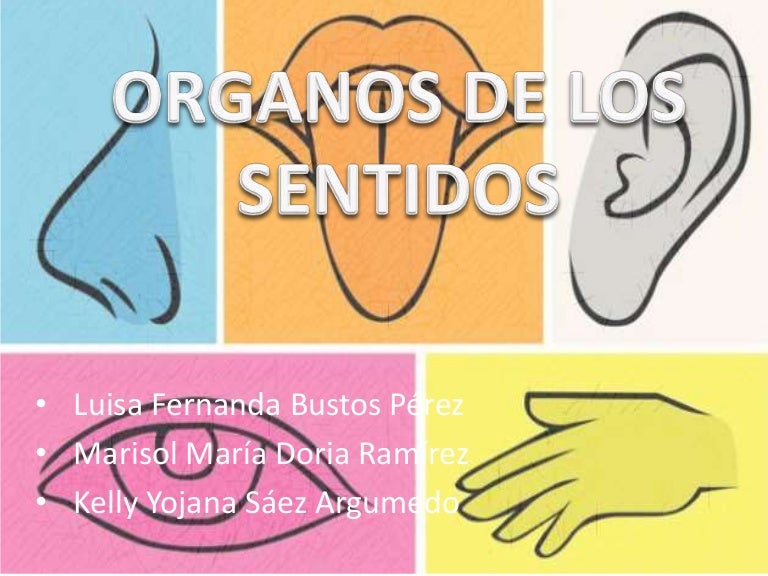 órganos De Los Sentidos