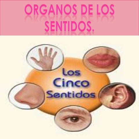Organosdelossentidosute 130724000949-phpapp02