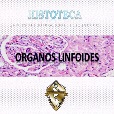 Histologia Organos linfoides