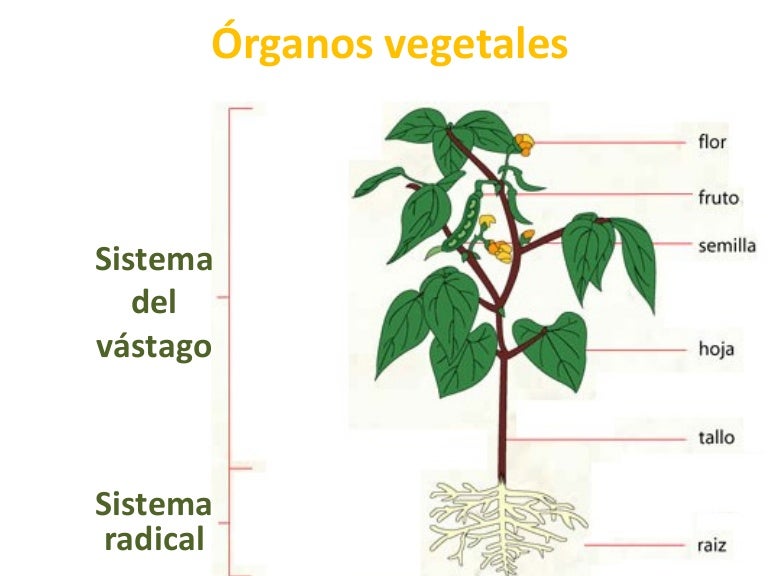 Cuales Son Los Organos Vegetativos De Las Plantas