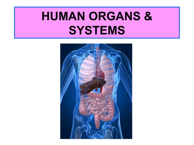 Organs and systems in the human body