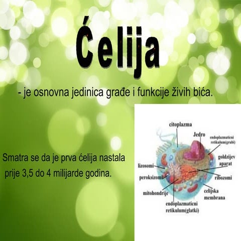 Građa ćelije | PPT