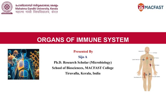 Organs of Immune System - Immunology Exam Point of View