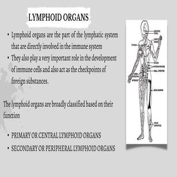 Organs of the Immune system | PPT