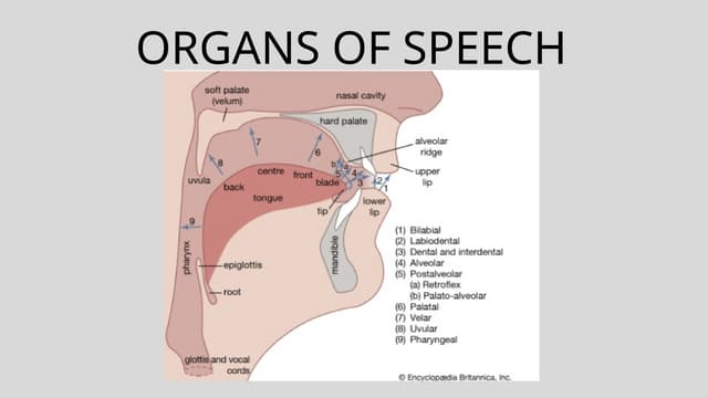 1. speech organs and their role | PPTX