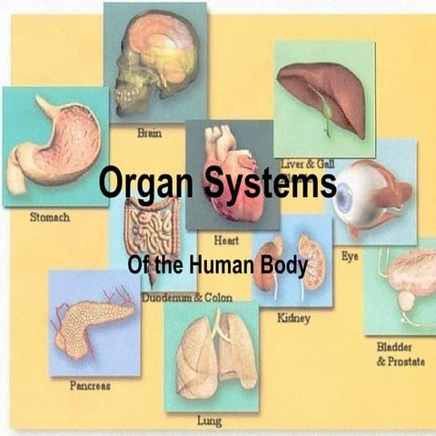 Organ systems