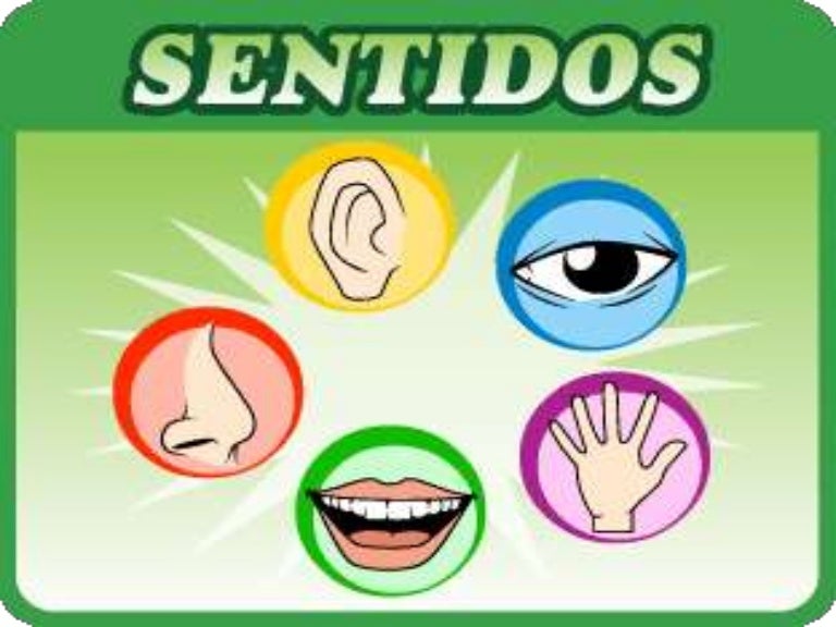 Órgãos do sentido Órgãos do sentido