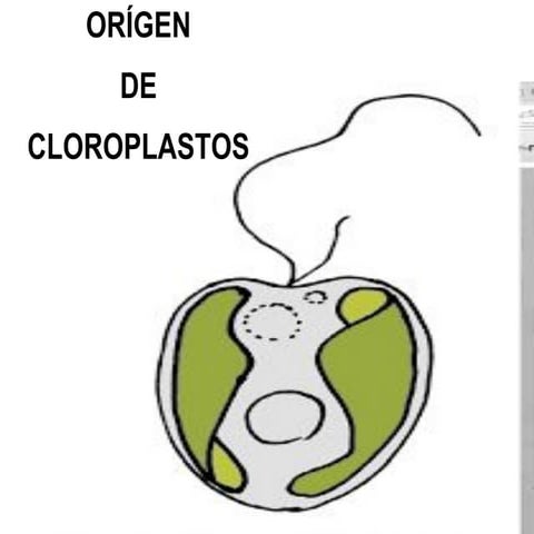 Origen de cloroplastos.pdf