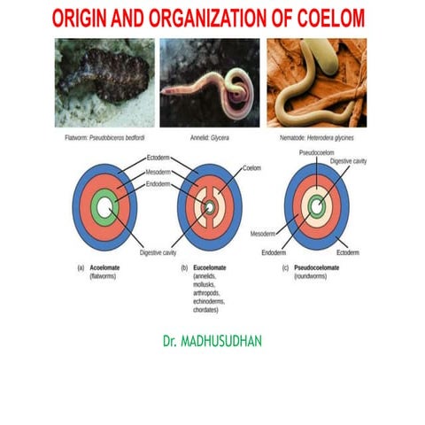Origin and Organization of Coelom_MS.pptx