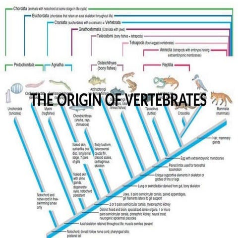 Origin of Vertebrates PowerPoint Presentation