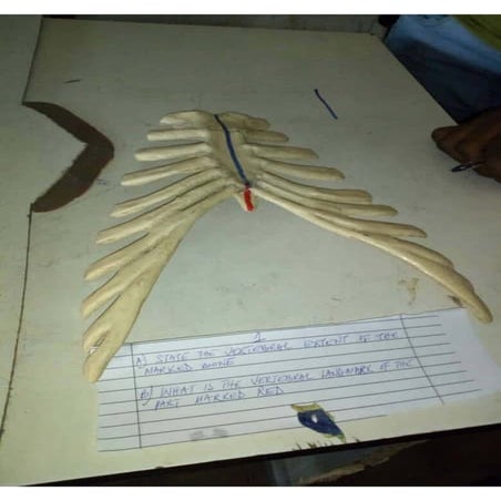 The steeplechase exam in Human Anatomy practical